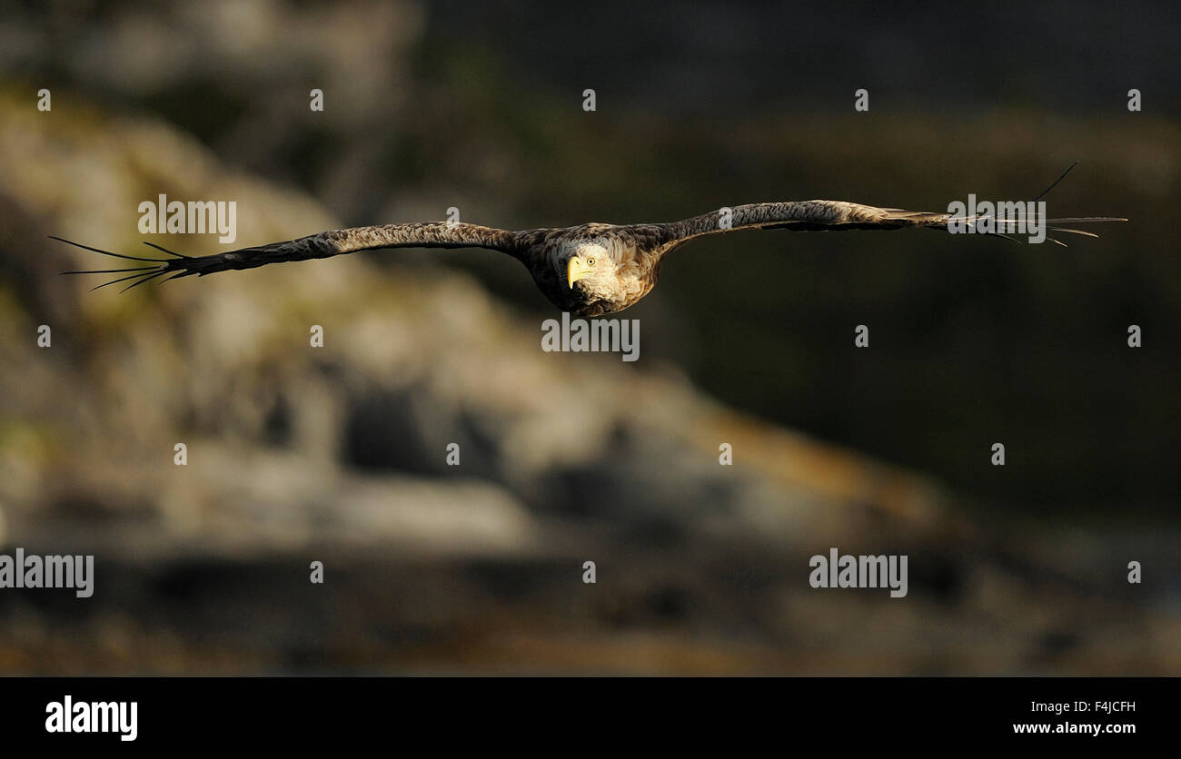 White Tailed sea eagle (Haliaeetus albicilla) in volo, Nord Atlantico, Flatanger, Nord-Trøndelag, Norvegia, Agosto 2008 Foto Stock