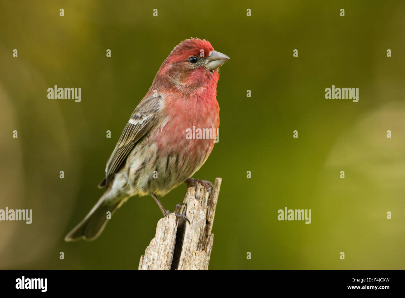 America immagine a colori orizzontale animale maschio America del Nord Carolina del Nord STATI UNITI D'AMERICA Foto Stock