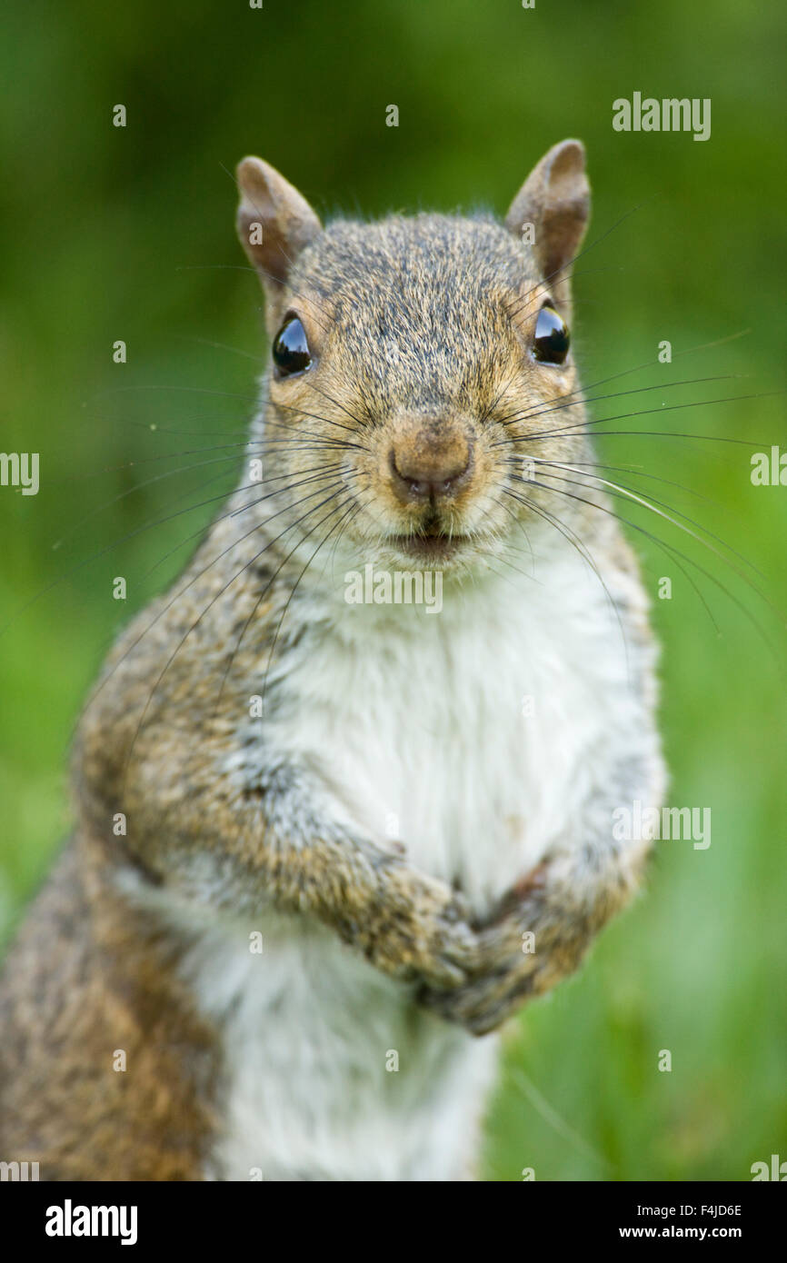 America american ritratto animale immagine di colore grigio orientale lo scoiattolo grigio Nord America Nord Carolina scoiattolo rosso verticale NEGLI STATI UNITI Foto Stock