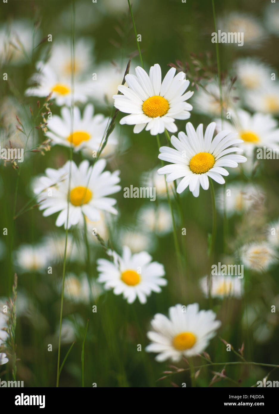 Immagine a colori fiore nessun popolo all'aperto Margherita occhio di bue piante Scandinavia piantina estate Svezia gara Vastergotland verticali bianche Foto Stock