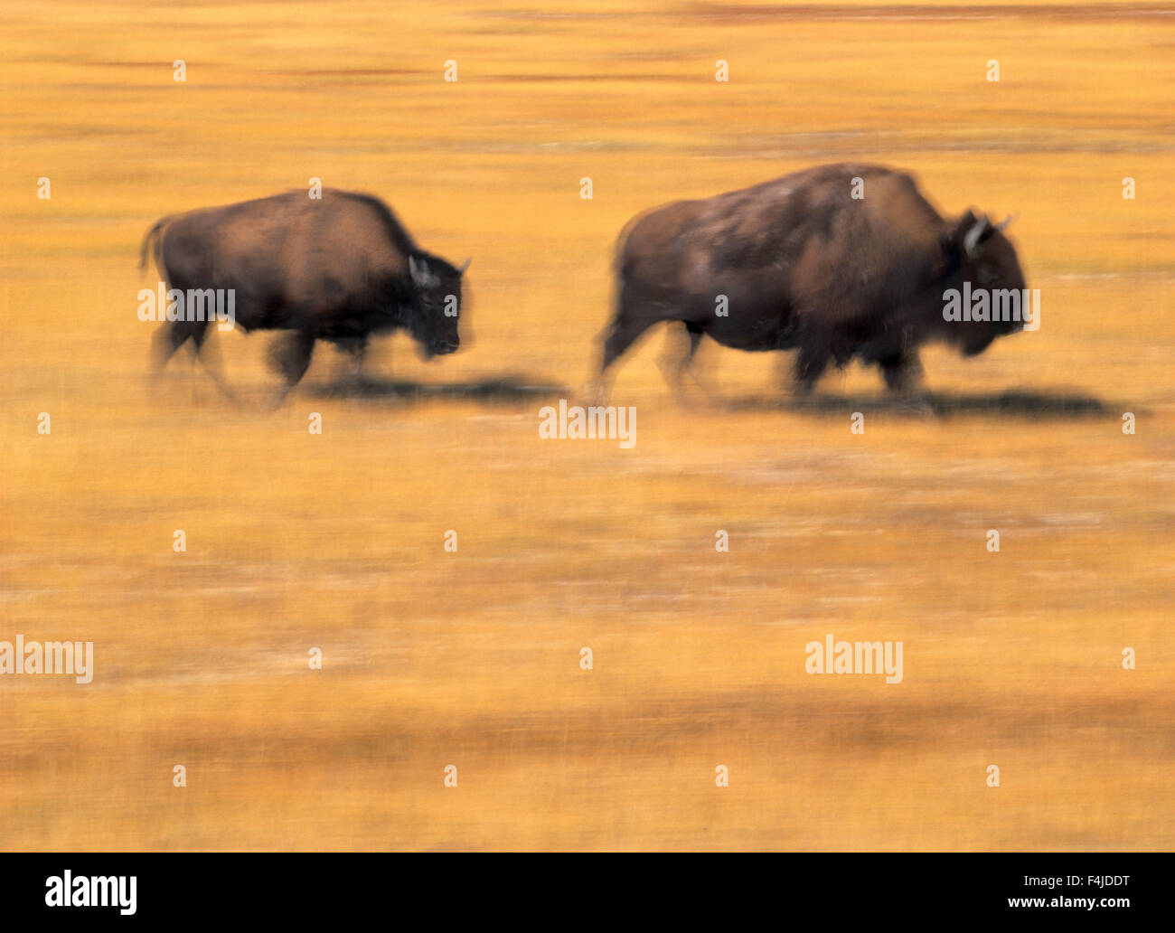 Stati Uniti d'America, Stati Uniti occidentali, Wyoming due bisonti passeggiate nel parco nazionale di Yellowstone Foto Stock
