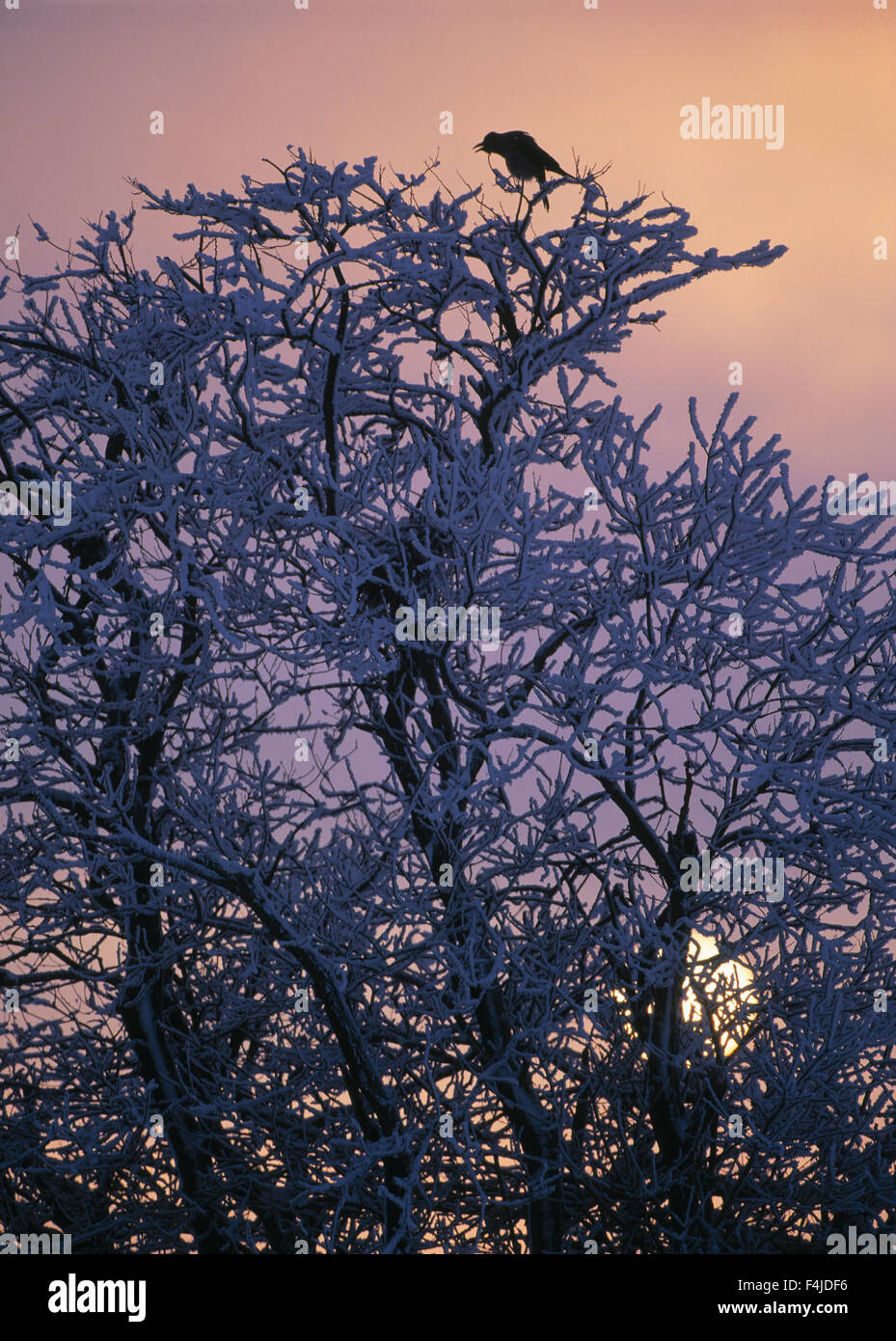 La Scandinavia, Svezia, Skane, Crow appollaiate su strade coperte di neve tree Foto Stock