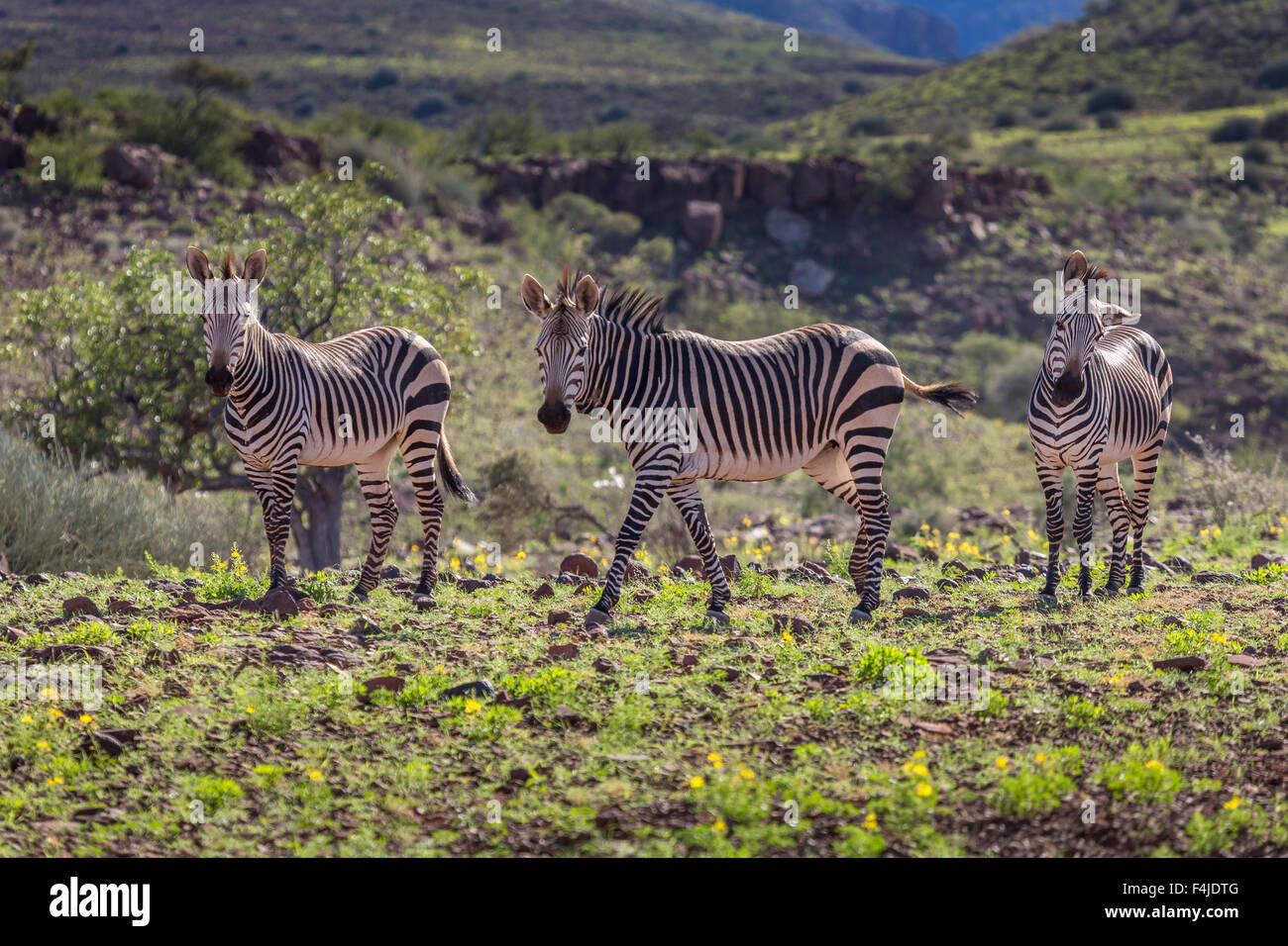 Mandria di zebre da Etendeka Mountain Lodge, Namibia, Africa Foto Stock