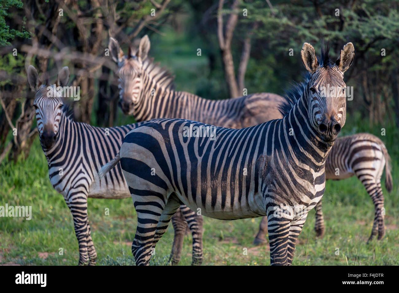 Zebre, il Parco Nazionale di Etosha, Namibia, Africa Foto Stock