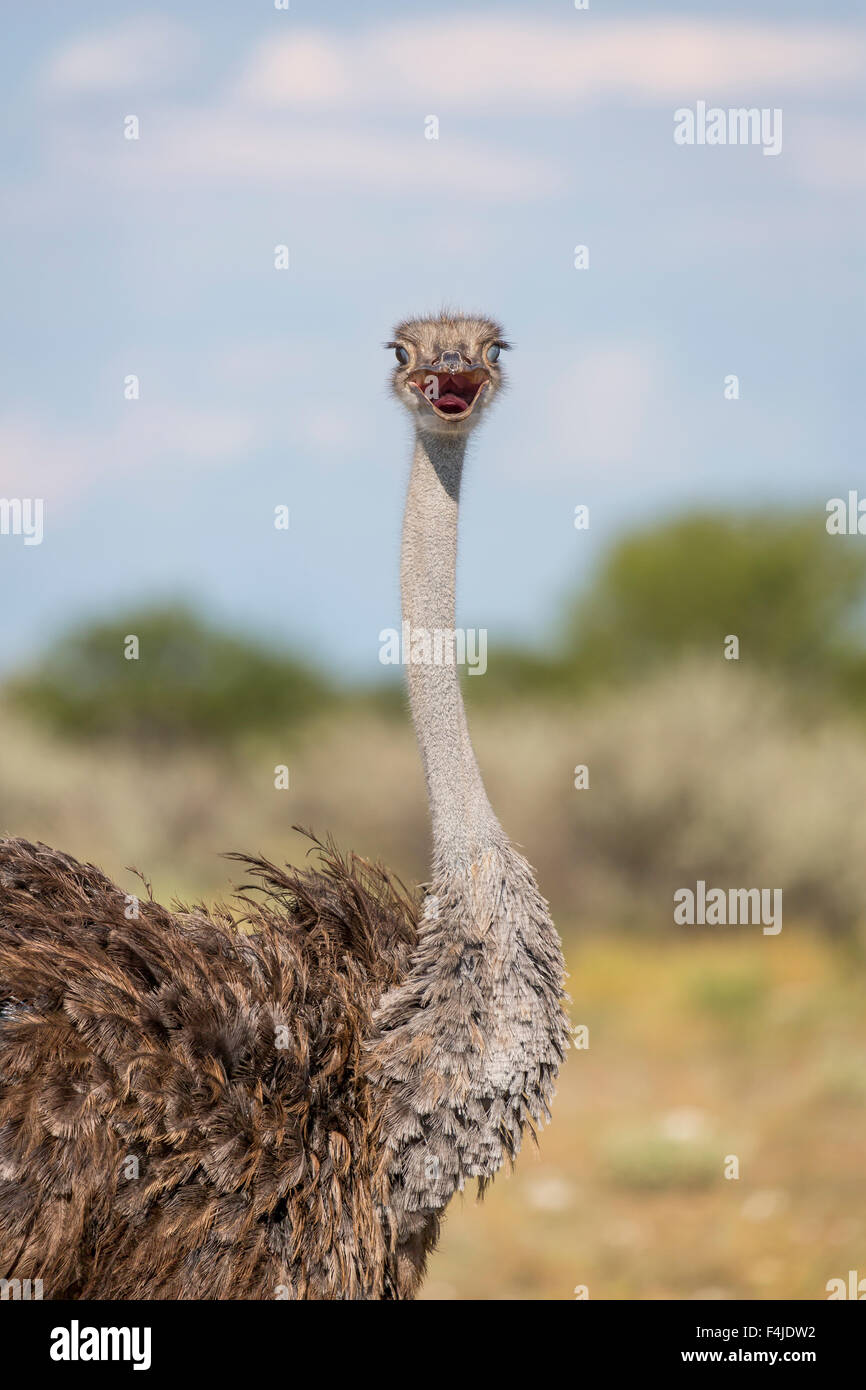 Ostrich nel selvaggio, Namibia, il Parco Nazionale di Etosha Namibia, Africa Foto Stock