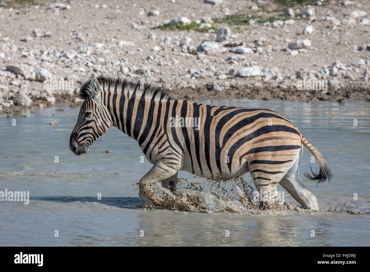 Zebra in un foro per l'acqua, il Parco Nazionale di Etosha, Namibia, Africa Foto Stock