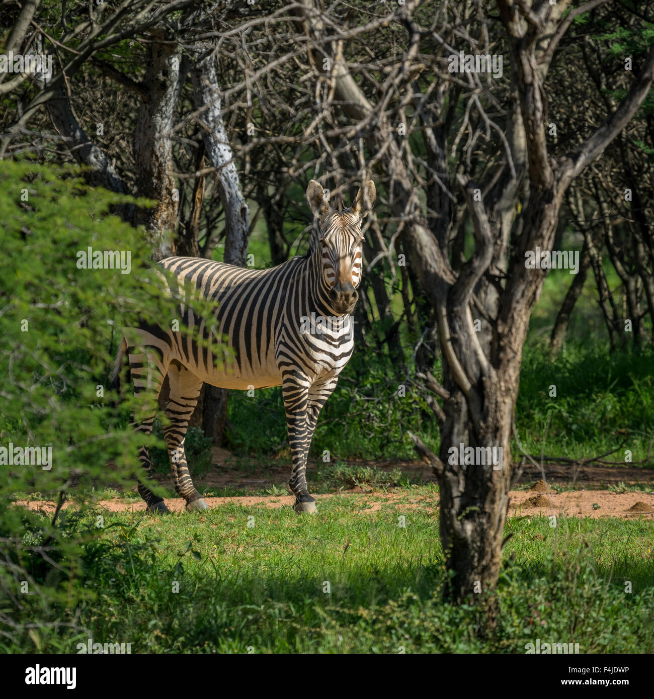 Zebra guardando la telecamera, l'Okonjima, Namibia, Africa Foto Stock