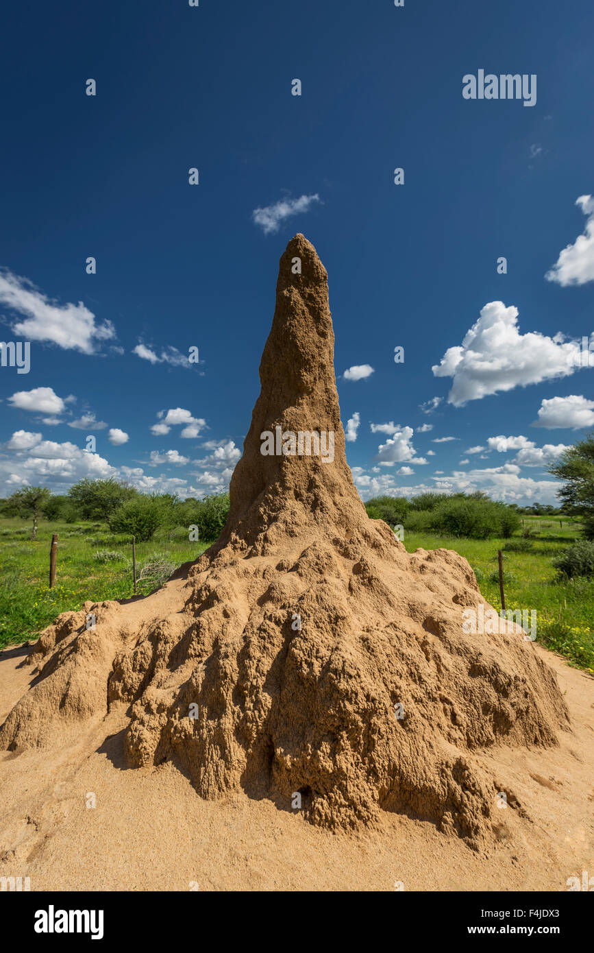 Termite mound, il Parco Nazionale di Etosha, Namibia, Africa Foto Stock