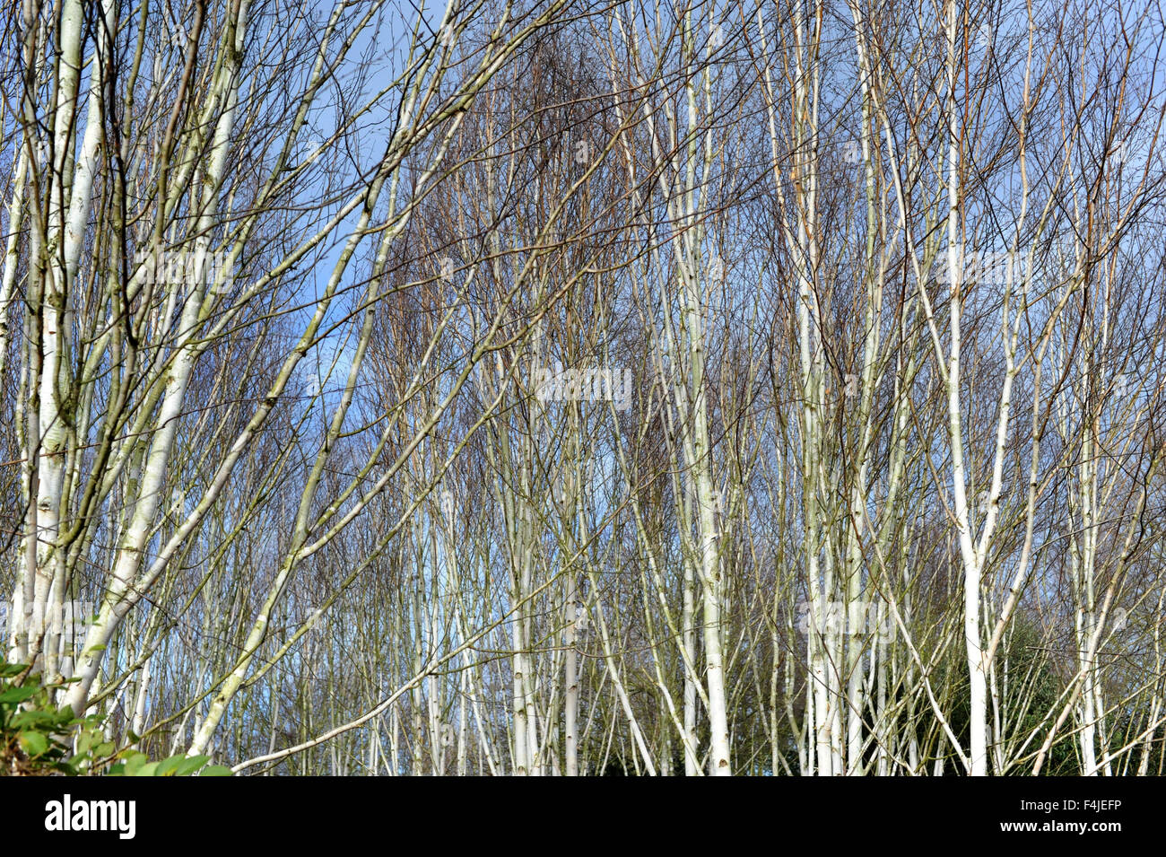 Argento di betulle Foto Stock