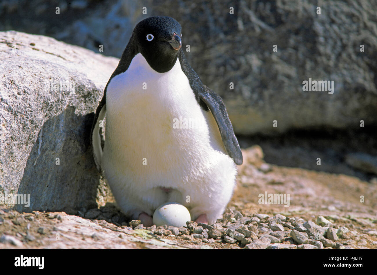 Un pinguino con l'uovo, l'Antartide. Foto Stock