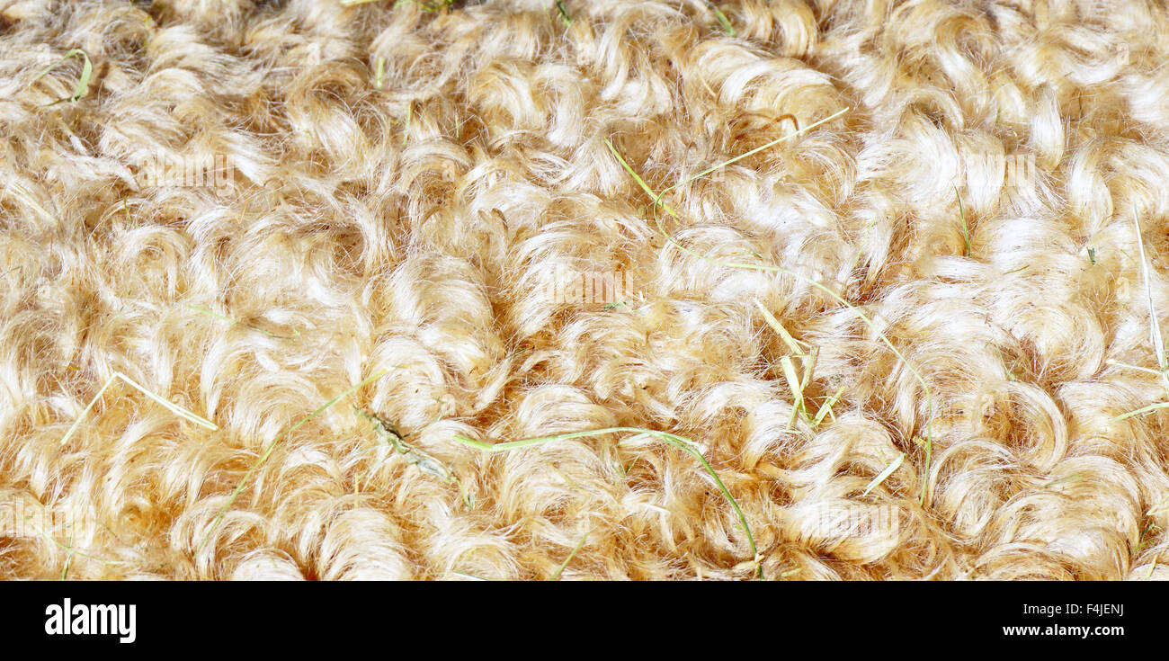 Primo piano naturale pelliccia di pecora Foto Stock