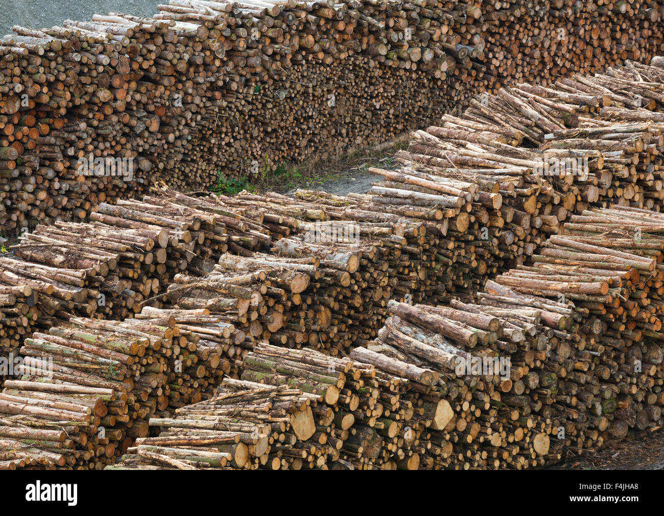 File sovrapposte di legname in corrispondenza del bordo delle energie rinnovabili su Wenlock Edge, Shropshire. Foto Stock