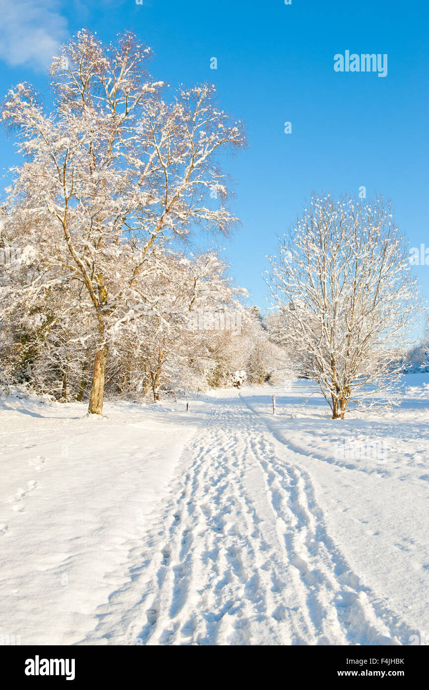 Bella giornata di sole in inverno park Foto Stock