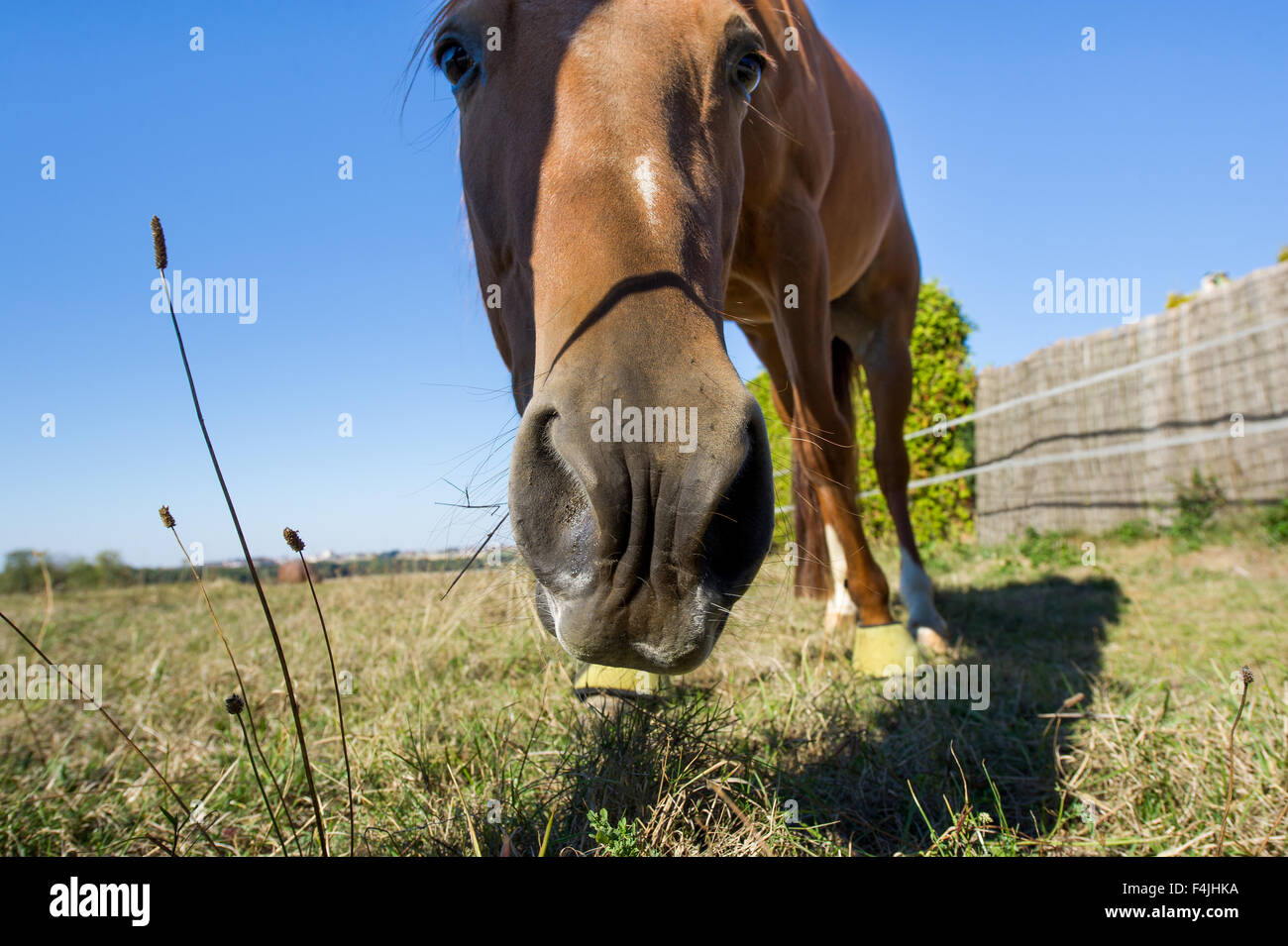 Cavalli sul pascolo, narici testa divertente, ampia, cielo blu, erba, pascolando vis a vis, close close up, mangiare, mangia l'erba, occhi, n. Foto Stock