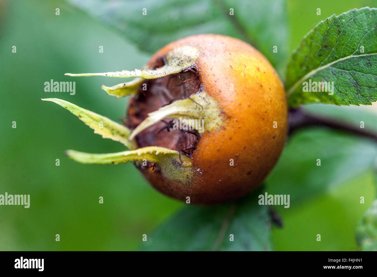 Mespilus germanica frutta, medlar o medlar comune Foto Stock