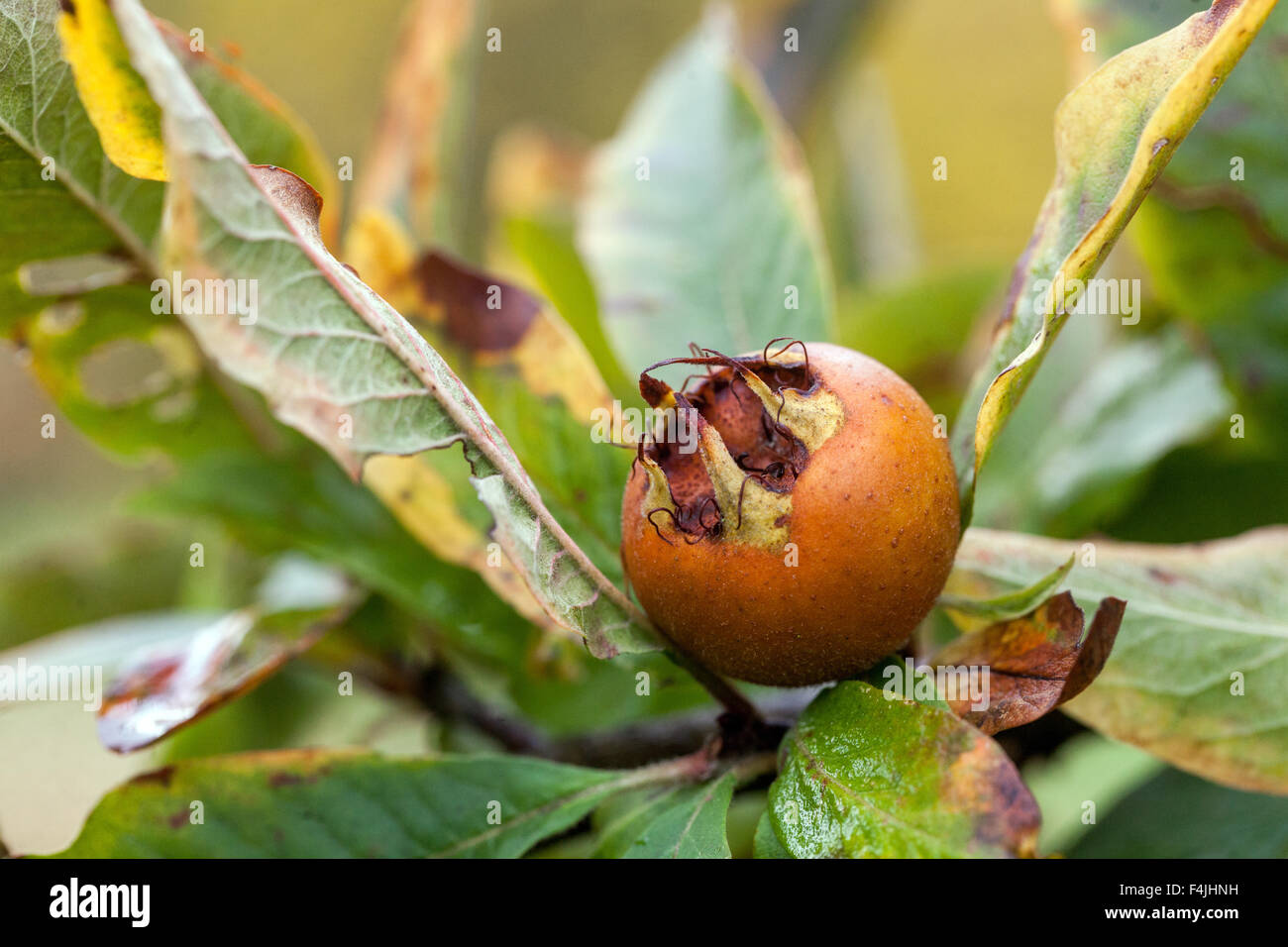 Mespilus germanica, conosciuta come il nespola o frutto comune di un albero di nespola su un ramo Foto Stock