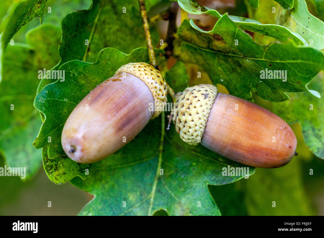 Inglese Di Ghiande di quercia, Quercus robur Foto Stock