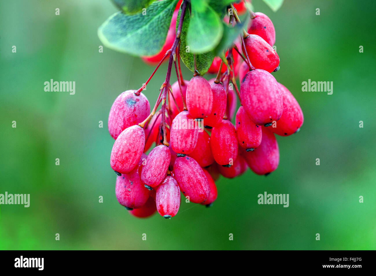 Berberis pachyacantha 'Zabeliana','autunno bacche Foto Stock