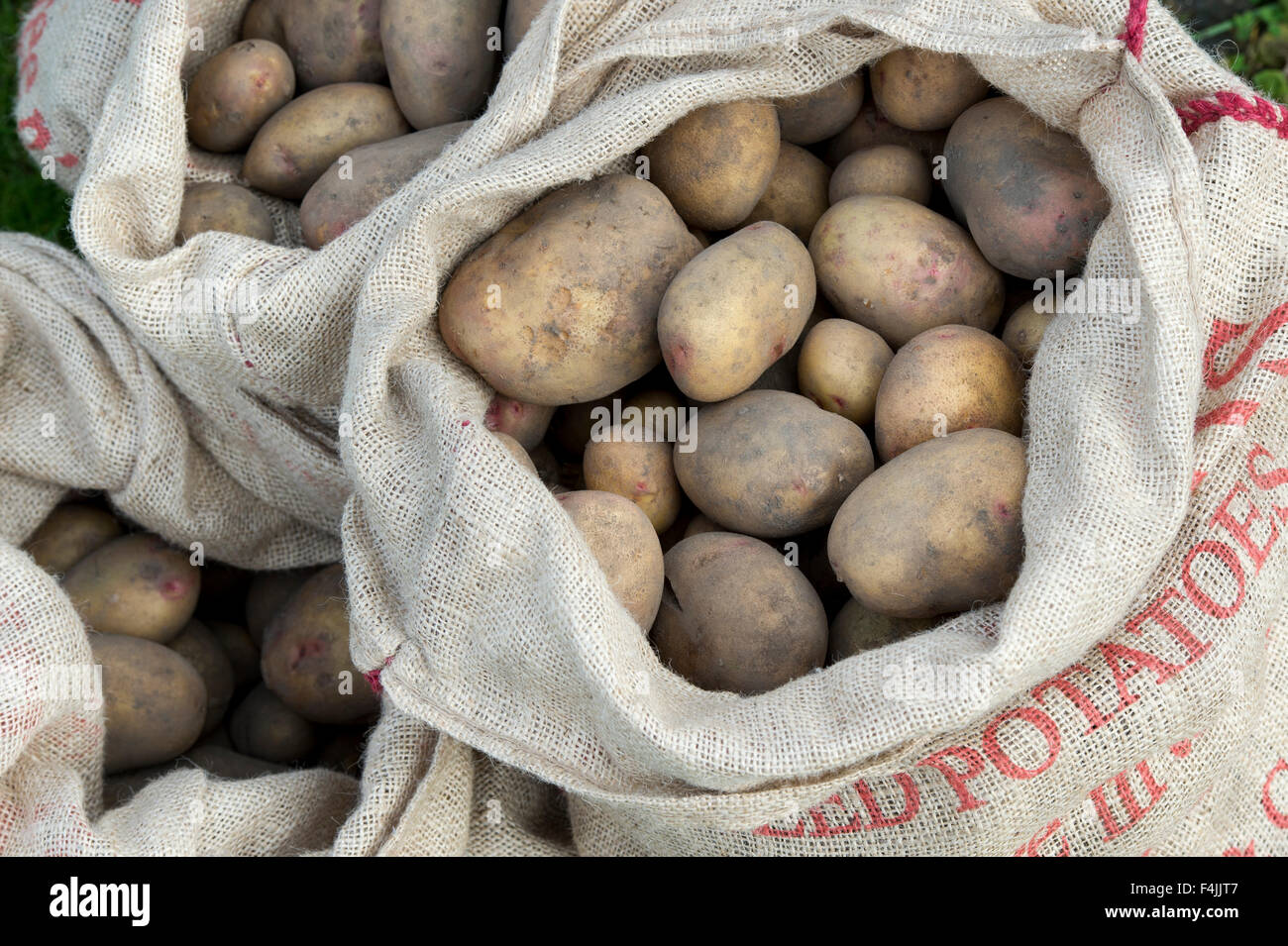 Patate raccolte in sacchi di Hesse Foto Stock