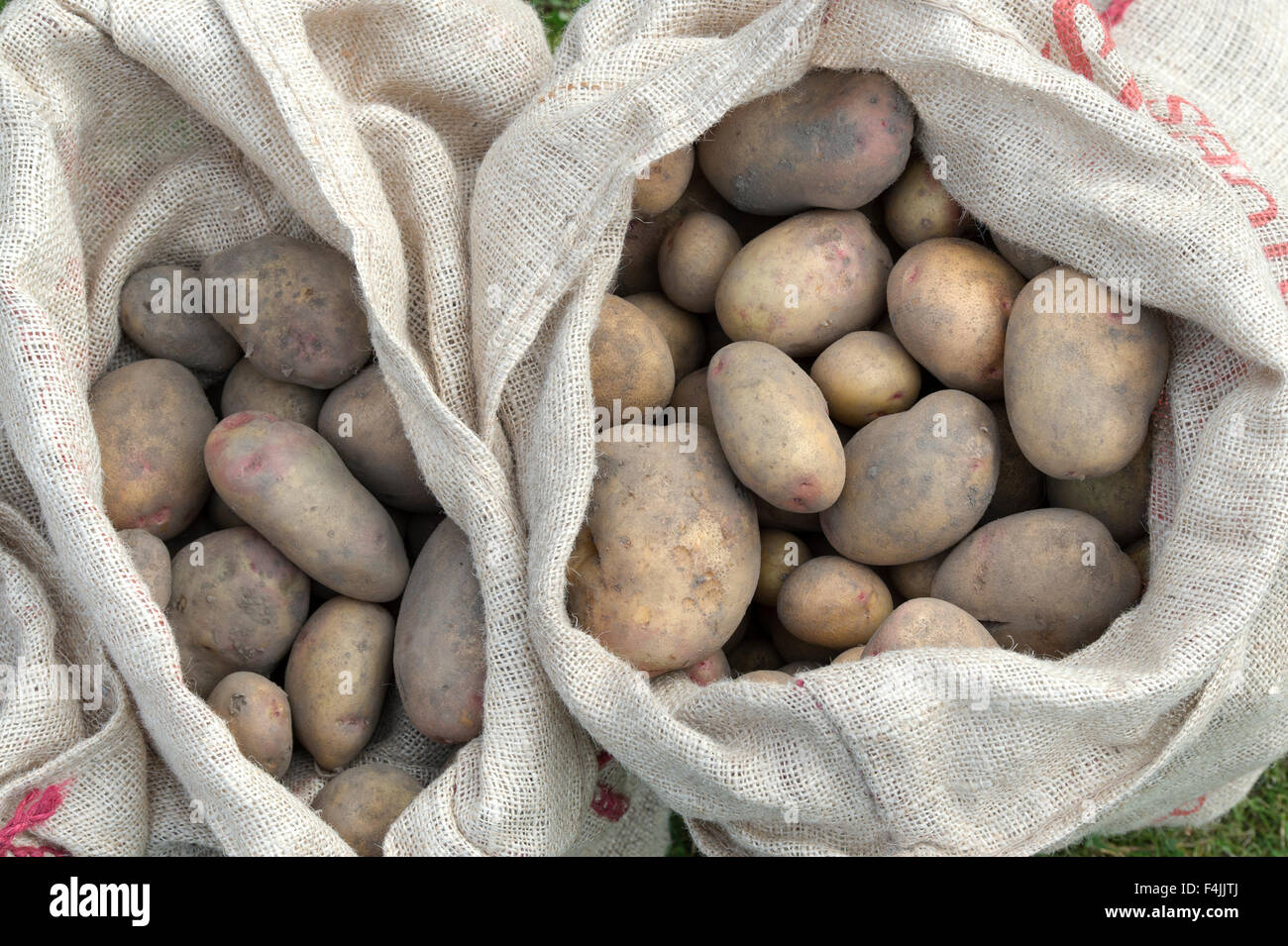 Patate raccolte in sacchi di Hesse Foto Stock
