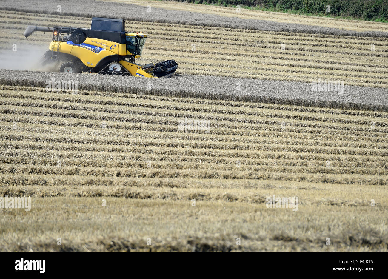 Mietitrebbia, la mietitura dei raccolti con una mietitrebbia, Gran Bretagna, Regno Unito Foto Stock