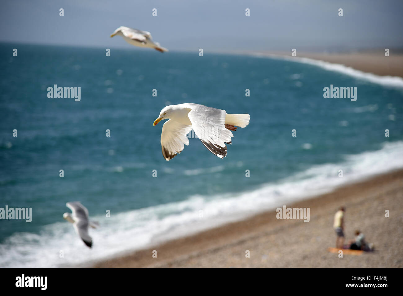 Gabbiani in volo, seagull, gabbiani, Gran Bretagna, Regno Unito Foto Stock