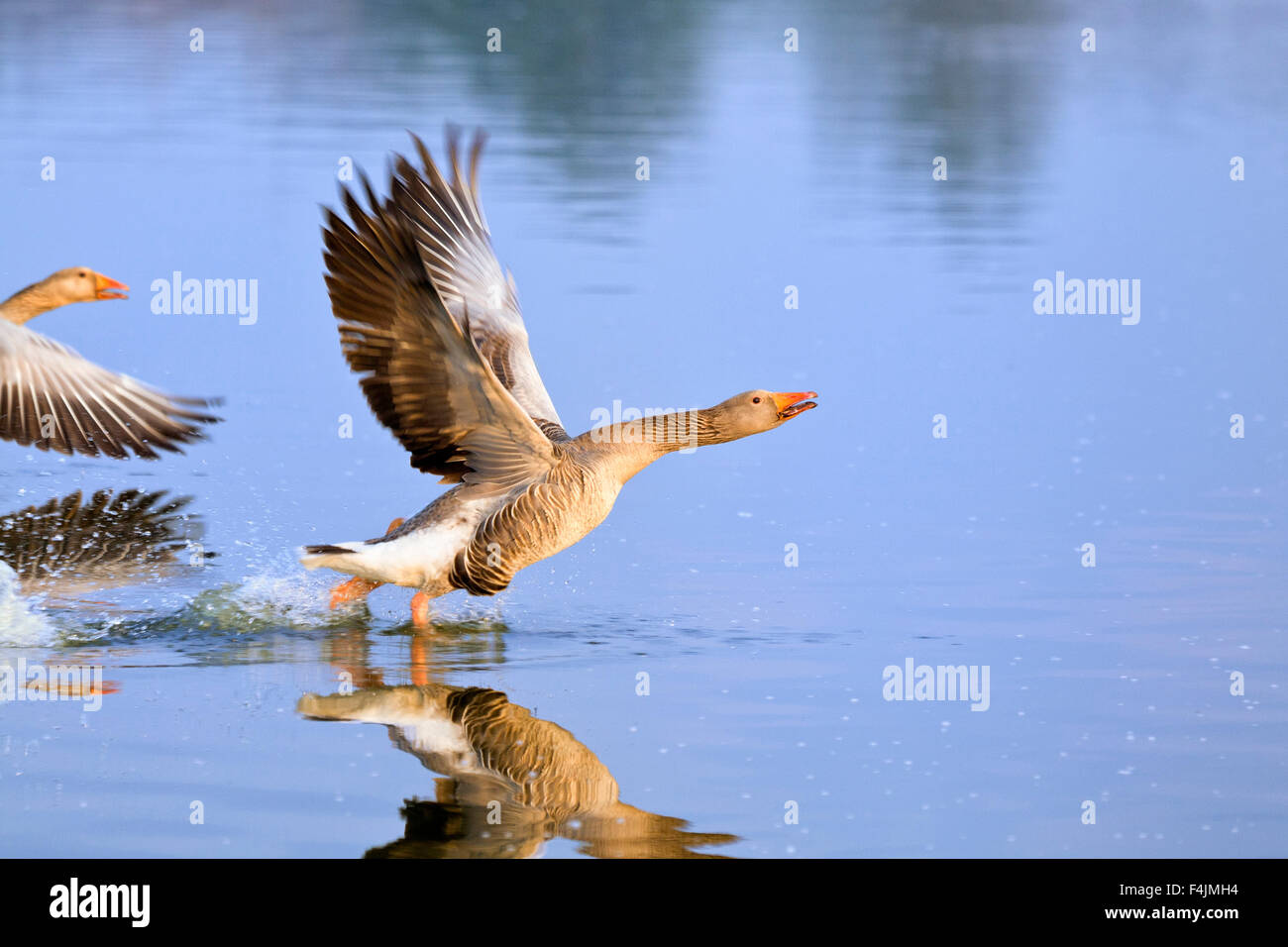 Graylag oche di prendere il volo su Hickling ampia - Anser anser Foto Stock