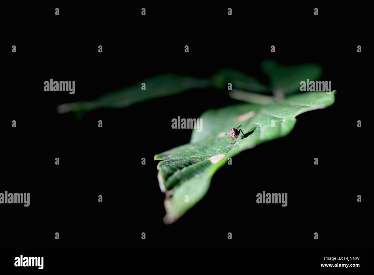 Fly catturati su una foglia Foto Stock