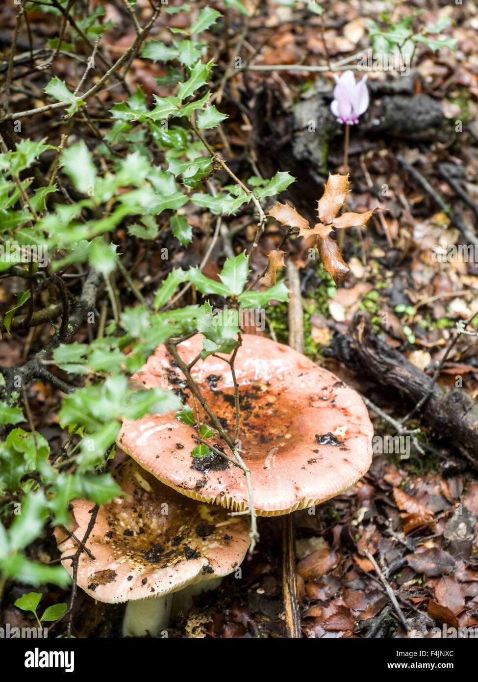 Toadstool cresce su un suolo della foresta. Fotografato in Grecia Tessaglia, Meteora, Foto Stock