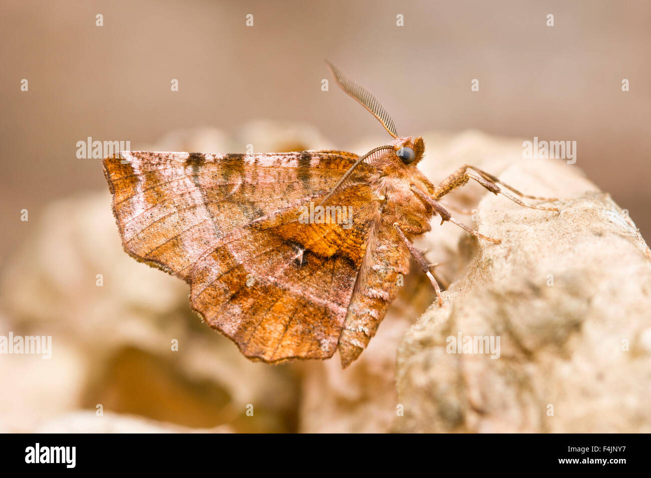 Viola Thorn Moth a riposo - Selenia tetralunaria Foto Stock