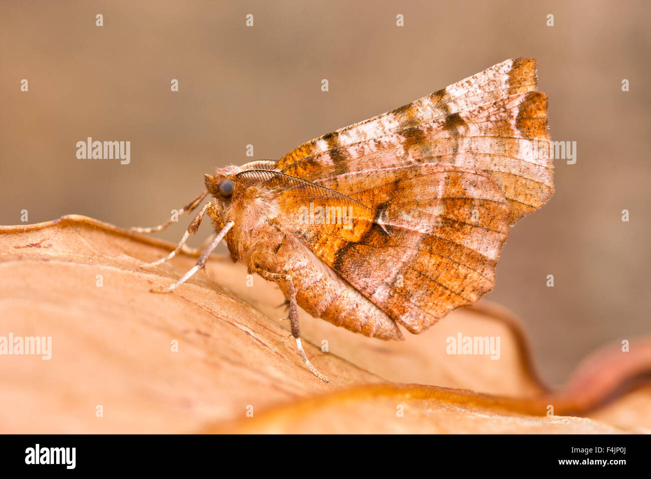 Viola Thorn Moth a riposo - Selenia tetralunaria Foto Stock