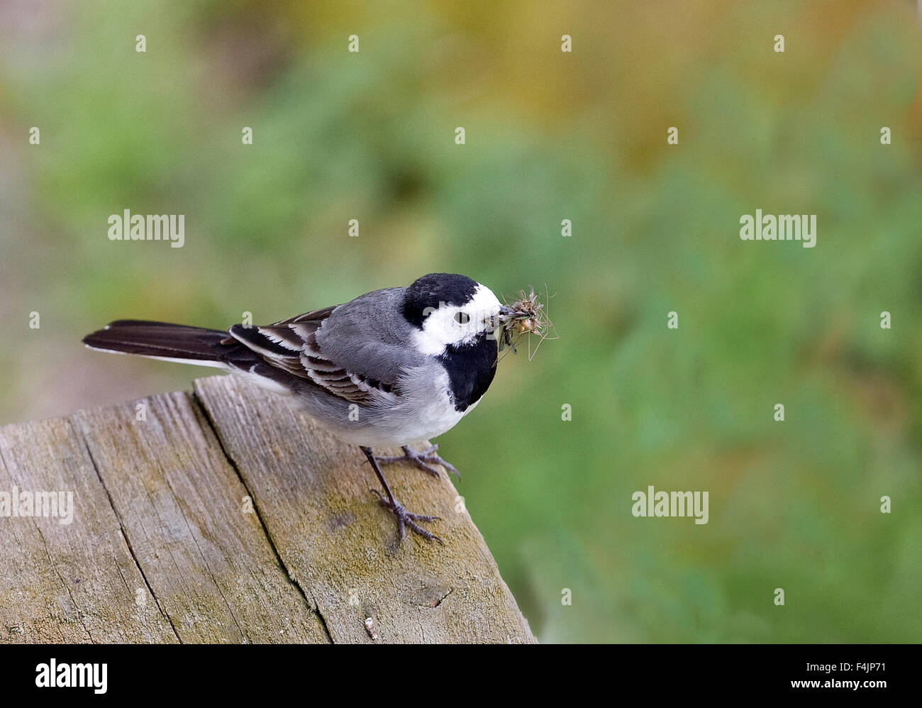 White Wagtail (Motacilla alba) mangia insetti Foto Stock