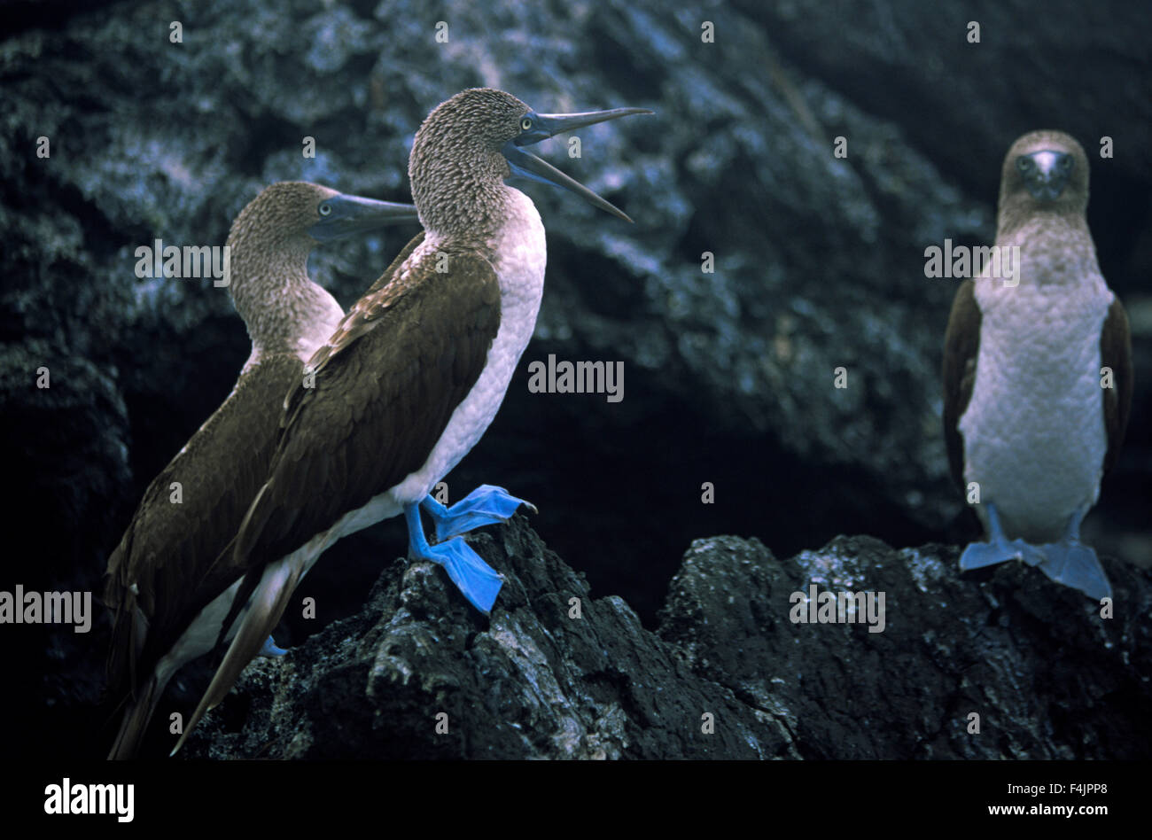 Tre blu-footed boobies su roccia Foto Stock