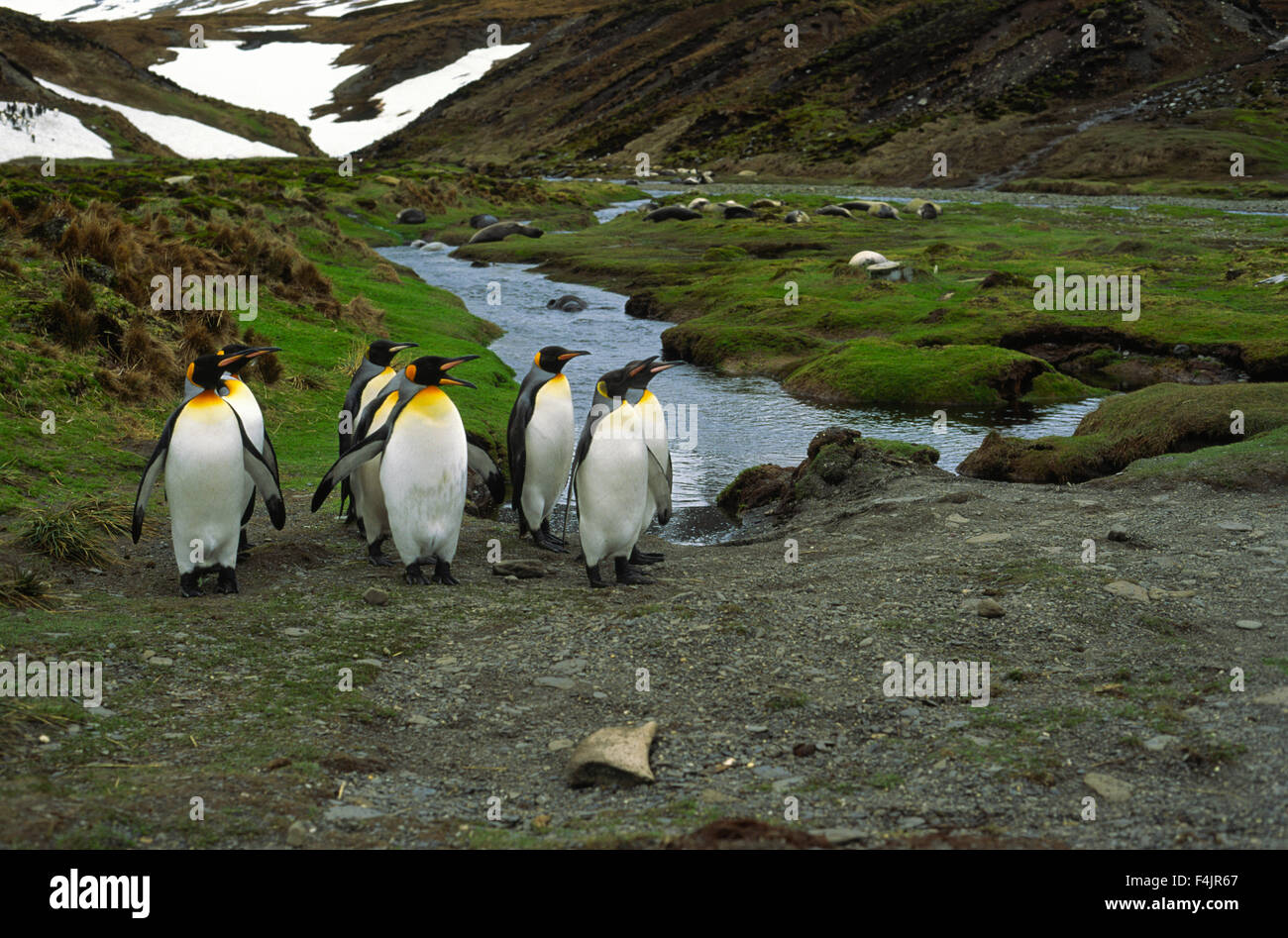 Gruppo di pinguino reale Foto Stock