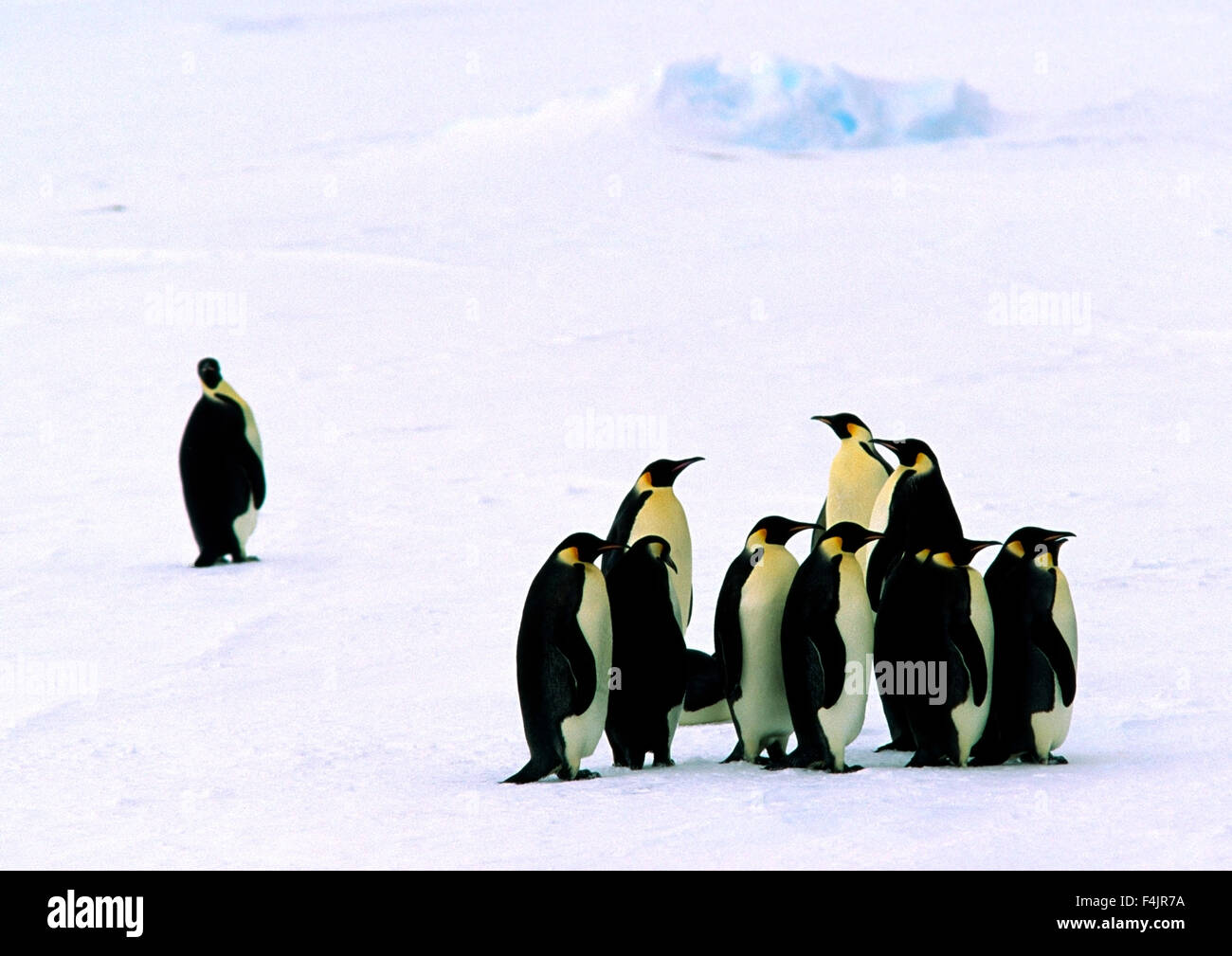 Gruppo di pinguini imperatore nella neve Foto Stock