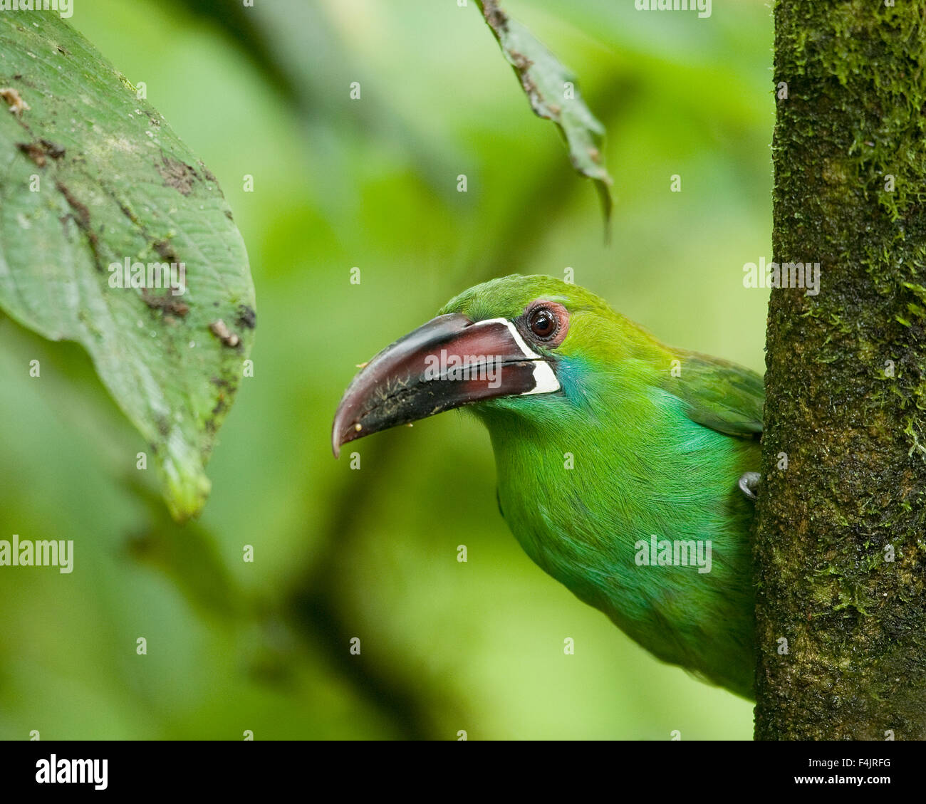 Avanti America becco grosso uccello close-up colore immagine Ecuador sguardo esotico verde giungla orizzontale non cercate persone all'aperto a PEEP Foto Stock