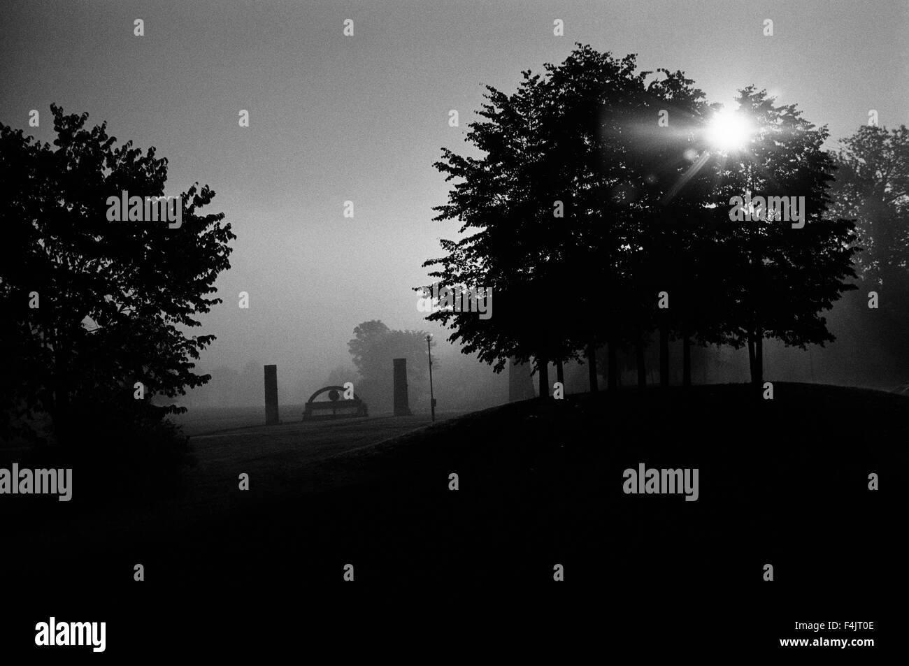 Silhouette di alberi circondato da nebbia Foto Stock