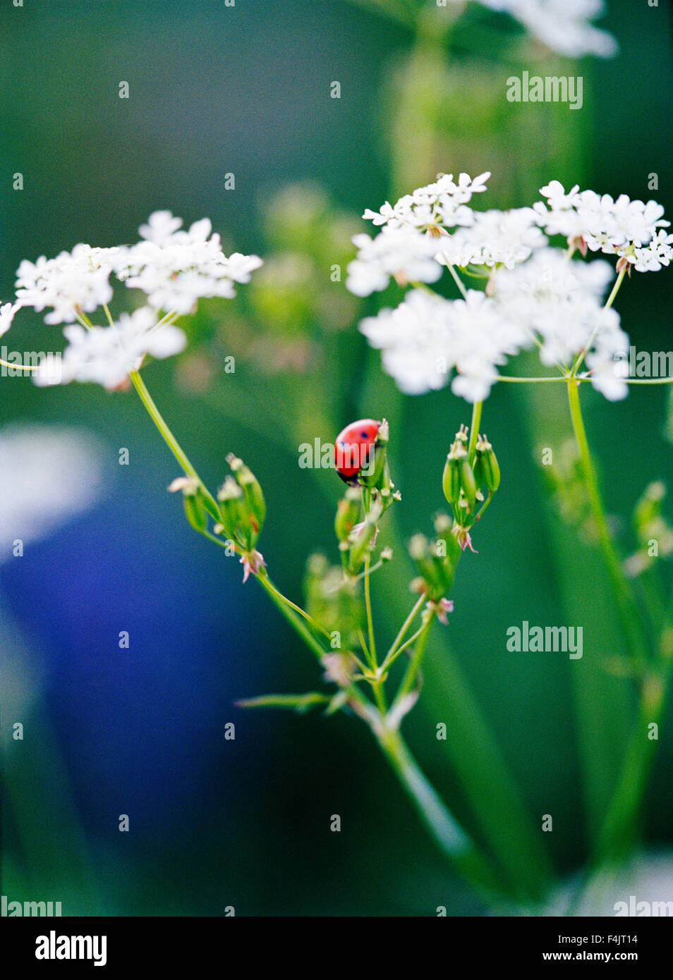 Coccinella sulla mucca fiore di prezzemolo Foto Stock