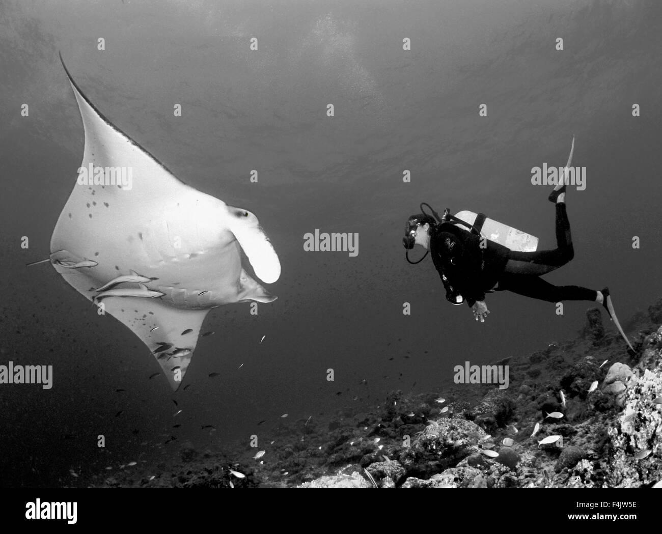 Manta ed operatore subacqueo Foto Stock