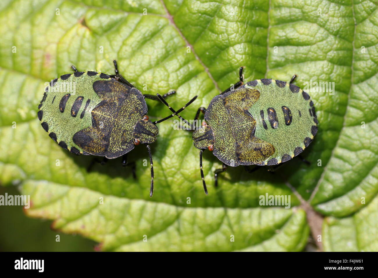 Schermo verde bug ninfe Palomena prasina Foto Stock