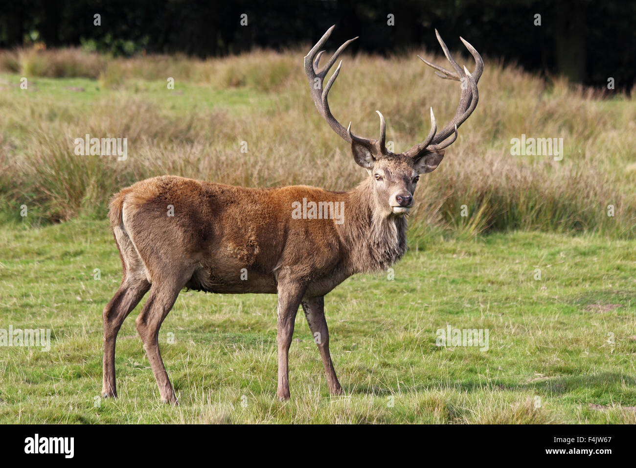 Red Deer Stag di fronte alla fotocamera Foto Stock