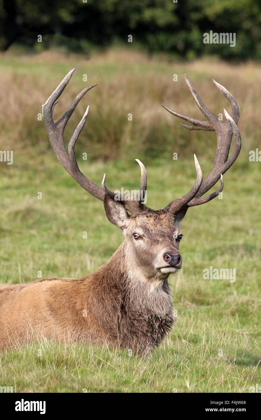 Red Deer Stag di fronte alla fotocamera Foto Stock