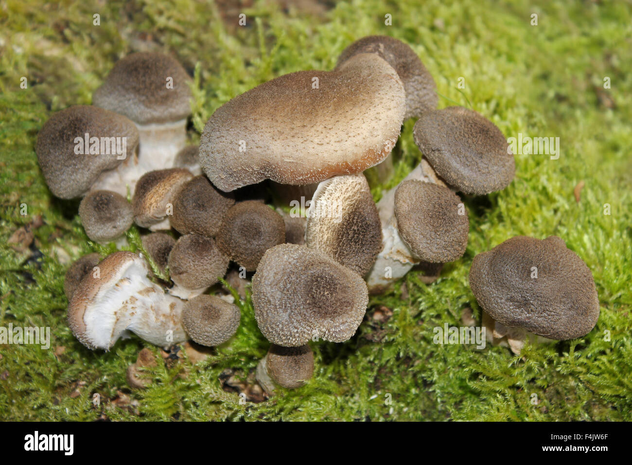 Miele bulbosa fungo Armillaria gallica Foto Stock