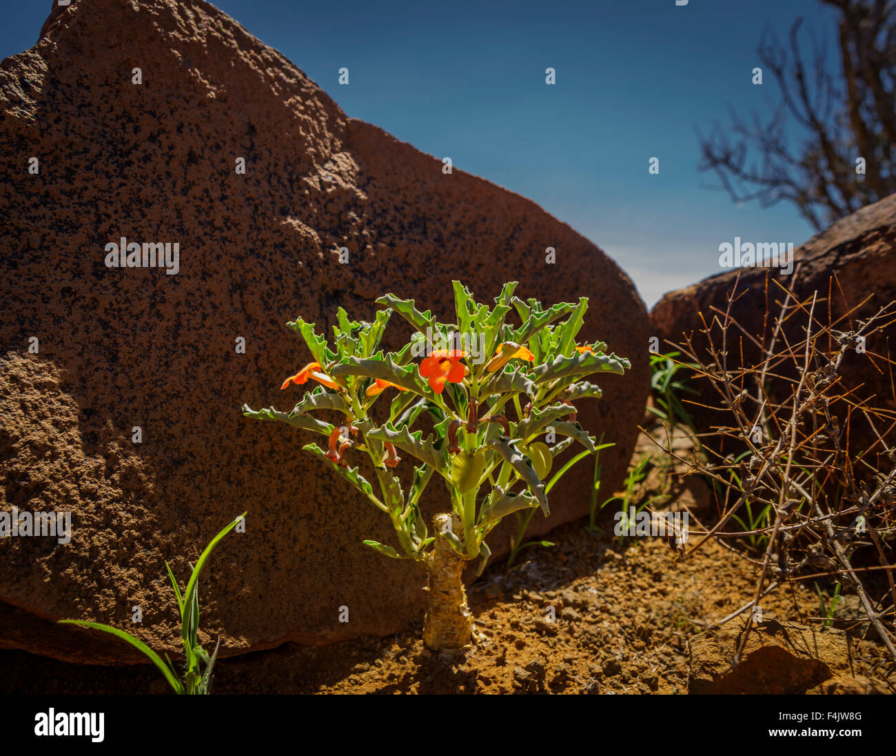 Fioritura delle piante, Etendeka Mountain Camp, Namibia, Africa Foto Stock