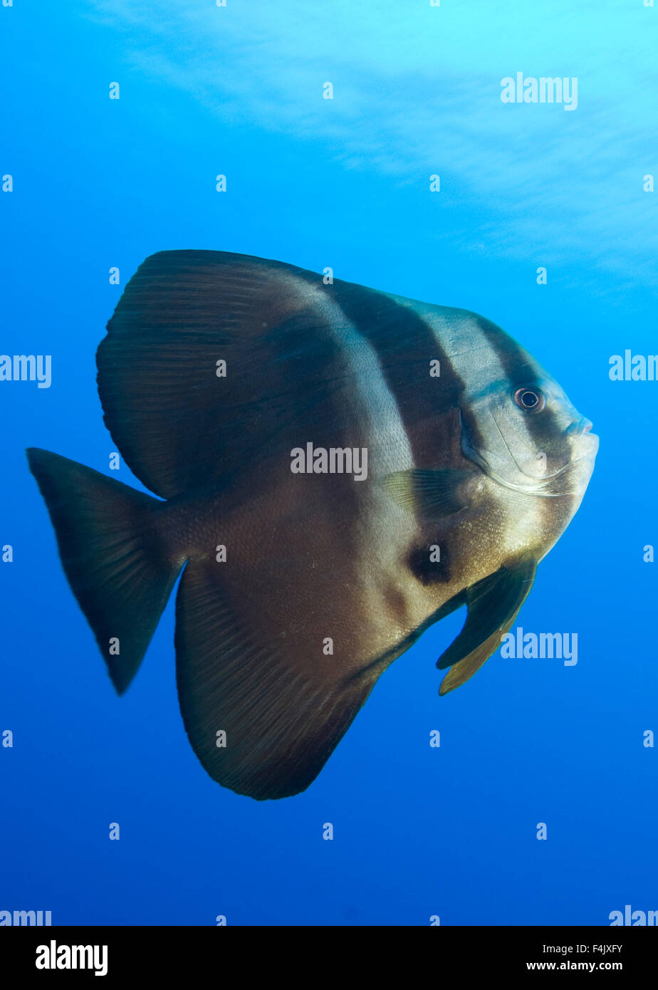 Spadefish Longfin Foto Stock