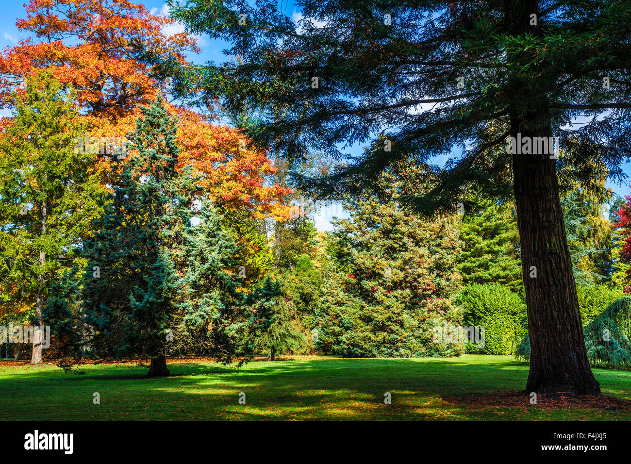 In autunno gli alberi del parco della struttura Bowood Station Wagon nel Wiltshire. Sequoia sempervirens o coast redwood trunk in primo piano. Foto Stock