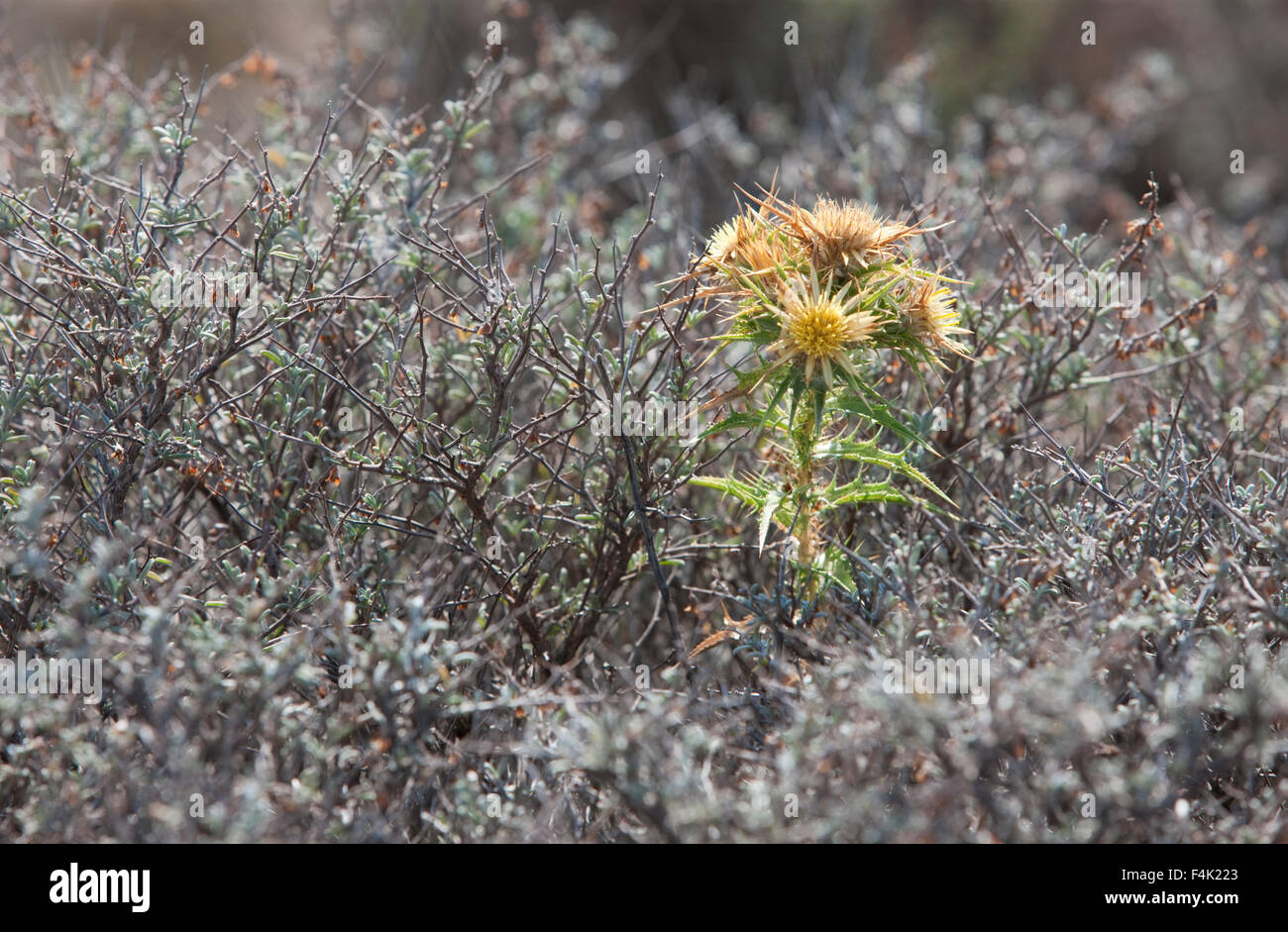 Blooming sp. Scolymus hispanicus o comuni o golden thistle (Famiglia Asteraceae) impianto. Foto Stock