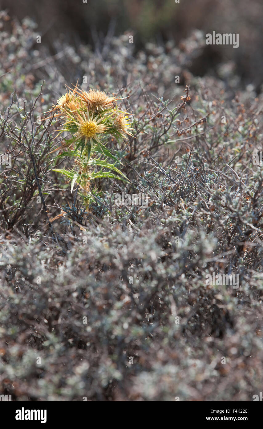 Blooming sp. Scolymus hispanicus o comuni o golden thistle pianta conosciuta anche come cardillo. Isola di Limnos, Grecia. Foto Stock