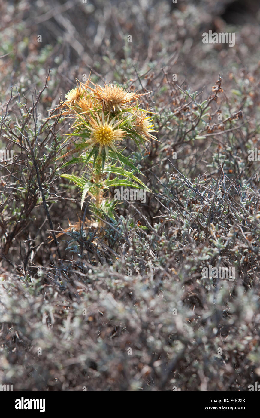 Blooming sp. Scolymus hispanicus o comuni o golden thistle pianta conosciuta anche come cardillo. Lemnos Island, Grecia. Foto Stock