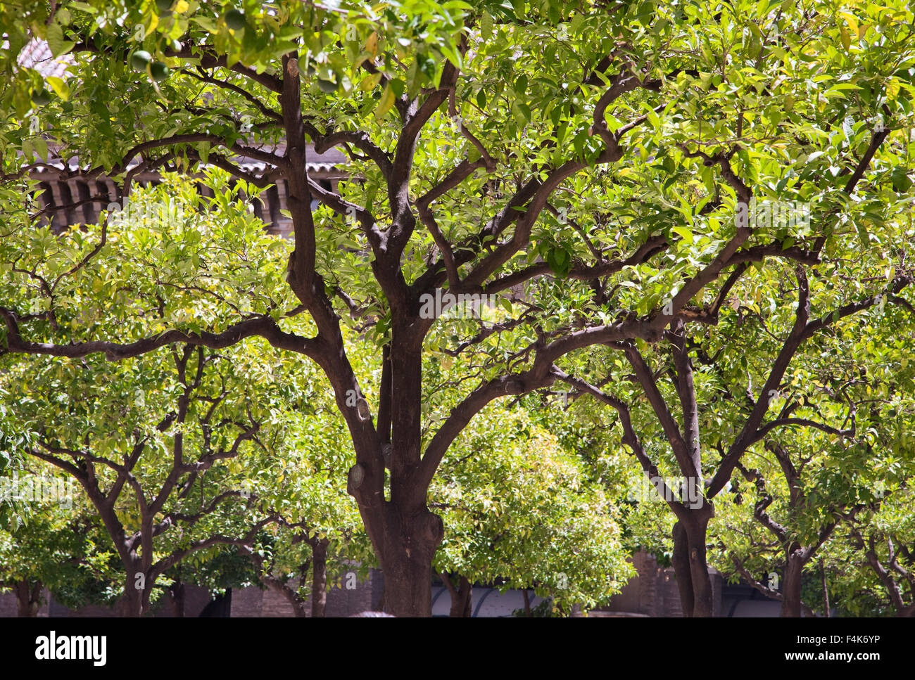 La tettoia di cime degli alberi in controluce, vista dal basso Foto Stock